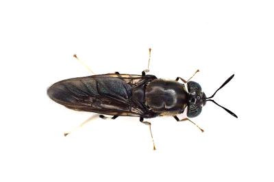 <i>Hermetia illucens</i>
