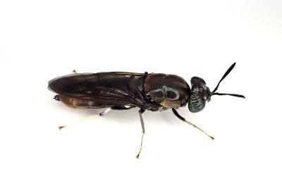 <i>Hermetia illucens</i>