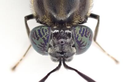 <i>Hermetia illucens</i>