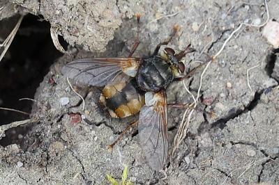 <i>Tachina fera</i>
