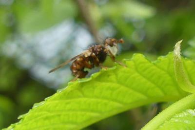 <i>Myopa</i>