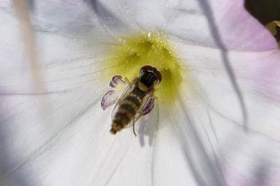 <i>Sphaerophoria</i>