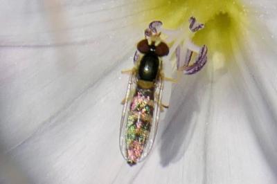 <i>Sphaerophoria</i>
