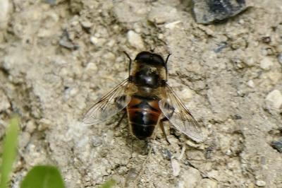 <i>Eristalis tenax</i>