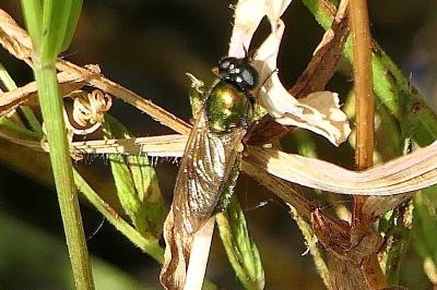 <i>Chloromyia</i>