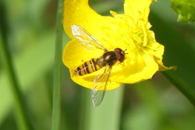 <i>Episyrphus balteatus</i>