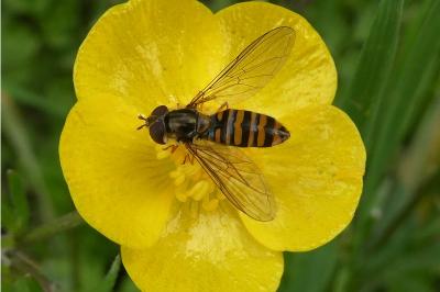 <i>Episyrphus balteatus</i>