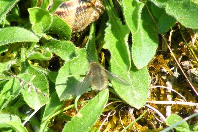 <i>Bombylius</i>
