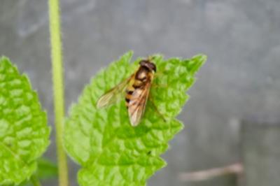 <i>Epistrophe</i>
