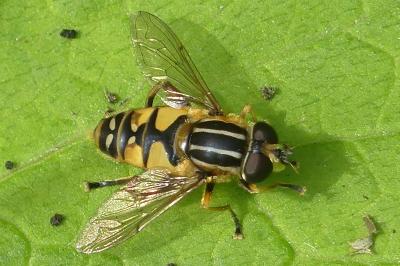 <i>Helophilus pendulus</i>