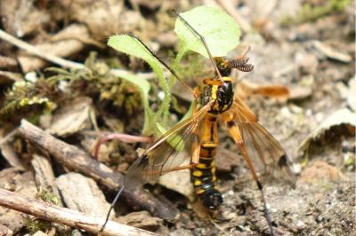 <i>Ctenophora elegans</i>