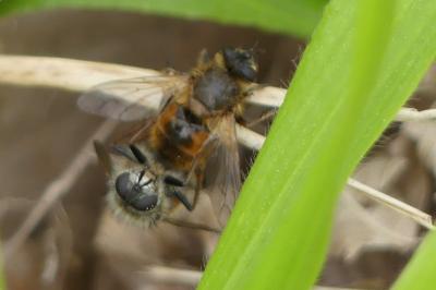 <i>Eristalis tenax</i>