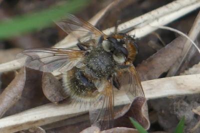 <i>Eristalis tenax</i>