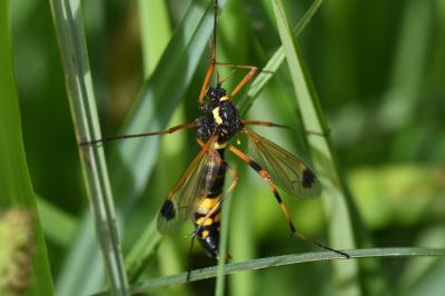<i>Ctenophora festiva</i>