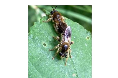 <i>Choerades fuliginosa</i>
