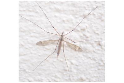 <i>Nephrotoma cornicina</i>