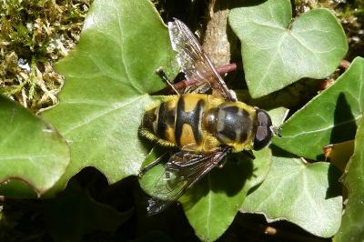 <i>Myathropa florea</i>