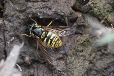 <i>Chrysotoxum cautum</i>