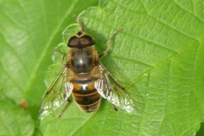<i>Eristalis tenax</i>