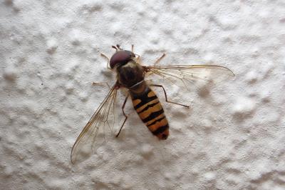 <i>Episyrphus balteatus</i>