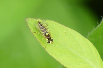 <i>Sphaerophoria</i>