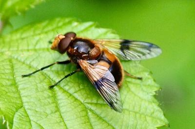 <i>Volucella inflata</i>