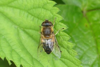 <i>Eristalis tenax</i>