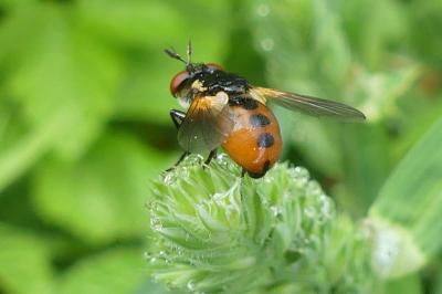 <i>Gymnosoma rotundatum</i>