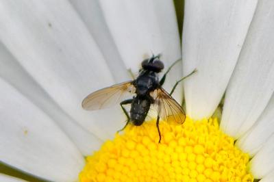 <i>Phania funesta</i>