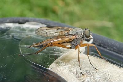 <i>Rhagio scolopaceus</i>