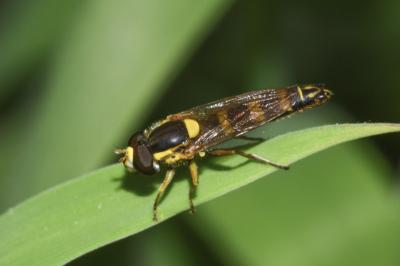 <i>Sphaerophoria scripta</i>