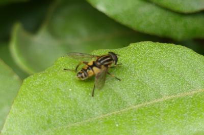<i>Helophilus pendulus</i>