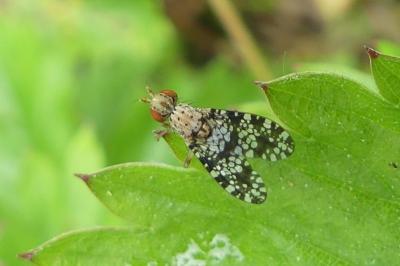 <i>Trypetoptera punctulata</i>