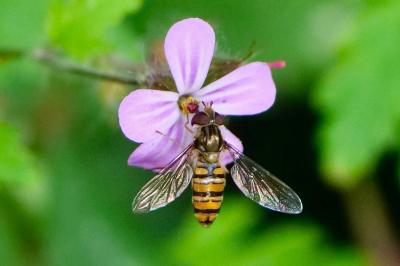 <i>Episyrphus balteatus</i>