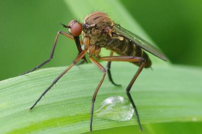 <i>Empis tessellata</i>