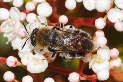 <i>Stratiomys longicornis</i>