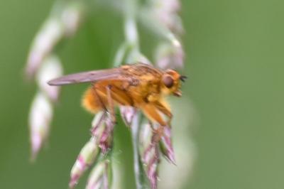 <i>Scathophaga stercoraria</i>