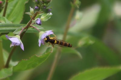 <i>Sphaerophoria scripta</i>