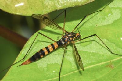 <i>Nephrotoma crocata</i>