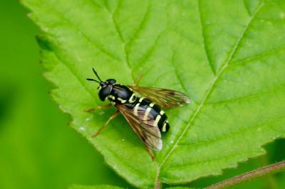 <i>Chrysotoxum festivum</i>
