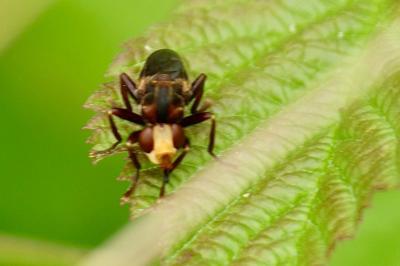 <i>Sicus ferrugineus</i>