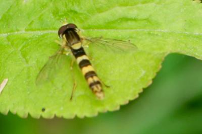 <i>Sphaerophoria scripta</i>