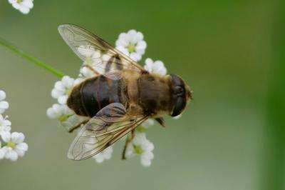 <i>Eristalis tenax</i>