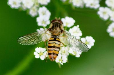 <i>Episyrphus balteatus</i>