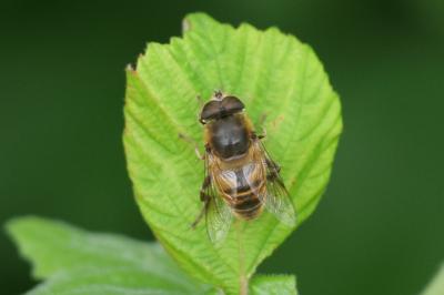 <i>Eristalis tenax</i>