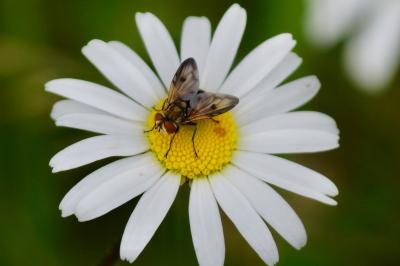 <i>Ectophasia crassipennis</i>