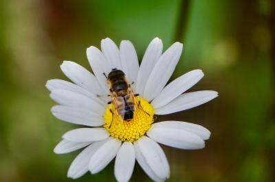 <i>Eristalis tenax</i>