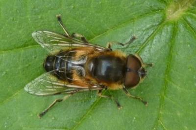 <i>Eristalis</i>