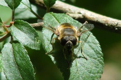<i>Eristalis tenax</i>