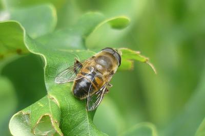 <i>Eristalis tenax</i>